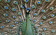 Green Peafowl (male, Pavo muticus)